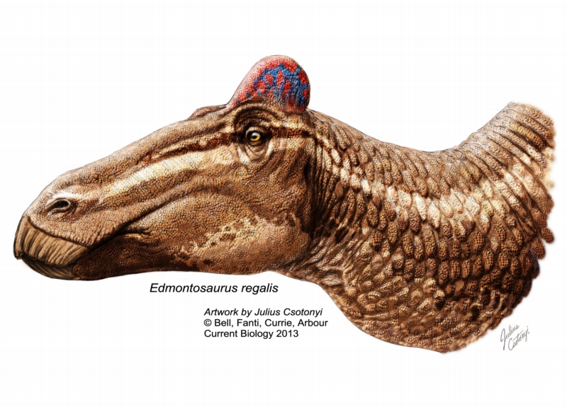 Edmontosaurus asi vypadal jinak, než si paleontologové mysleli.