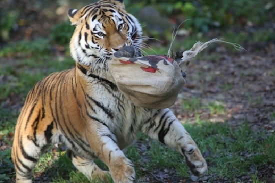 I v zoo se nadělovalo.