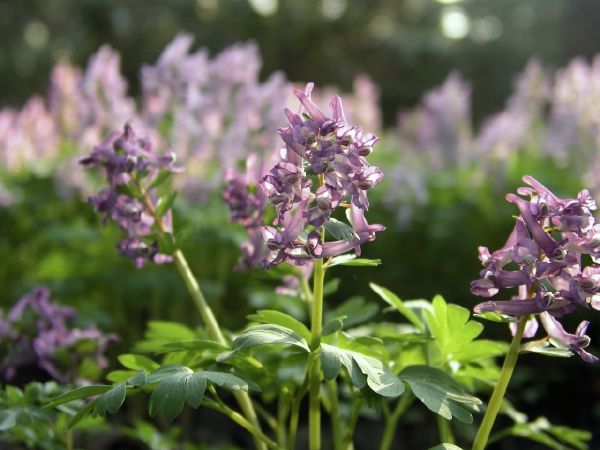 Dymnivka dutá neboli Corydalis cava. Dymnivka dutá neboli Corydalis cava.