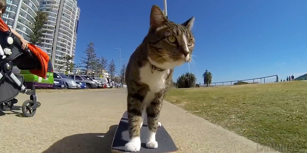 Kočka Didga ráda jezdí na skateboardu.