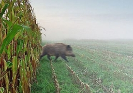 Co se stalo? Divočák opouští bezpečí kukuřičného pole.