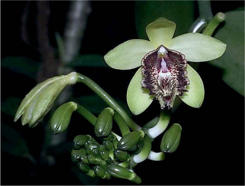 Vanilla atropogon.