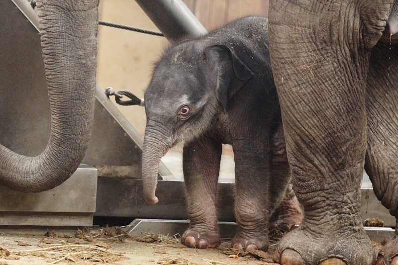 Mládě slona indického v ostravské zoo.