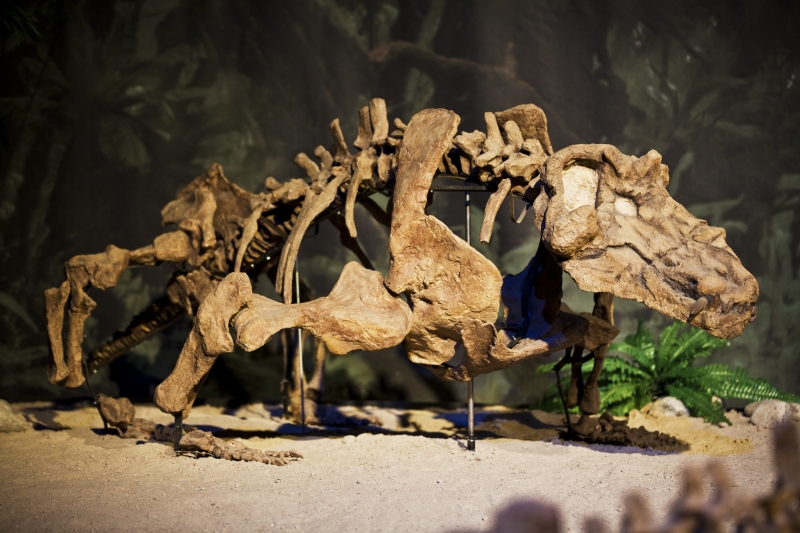 Z výstavy Dinosarium.