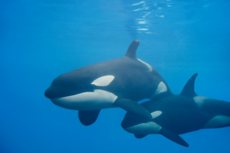 Kosatce se anglicky říká killer whale -- zabijácká velryba.