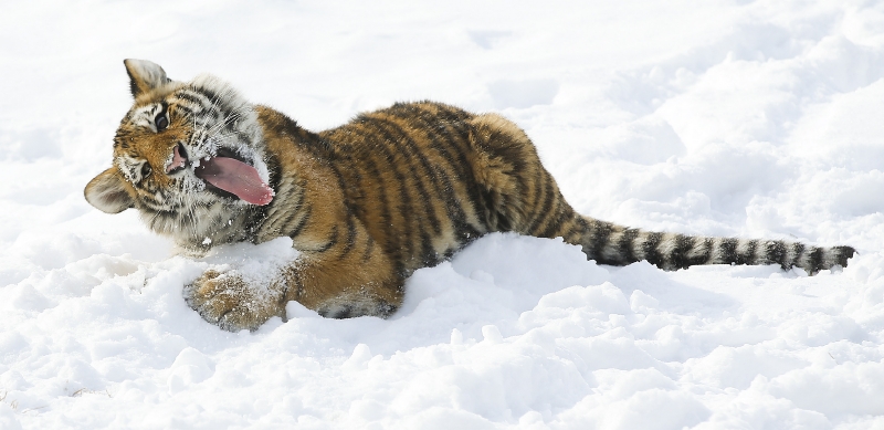 Bílá pokrývka baví malé tygře v zoo v kansaské Wichitě. (Foto: ČTK/Jaime Green)