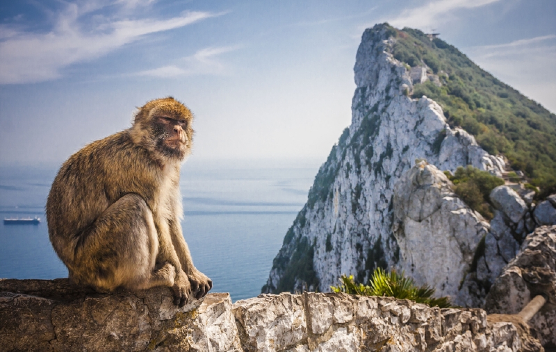 Makaků žijí na Gibraltaru asi dvě stovky.