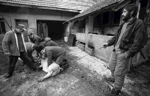 Dříve lidé věděli, co se děje se zvířaty, než přijdou do hrnce.