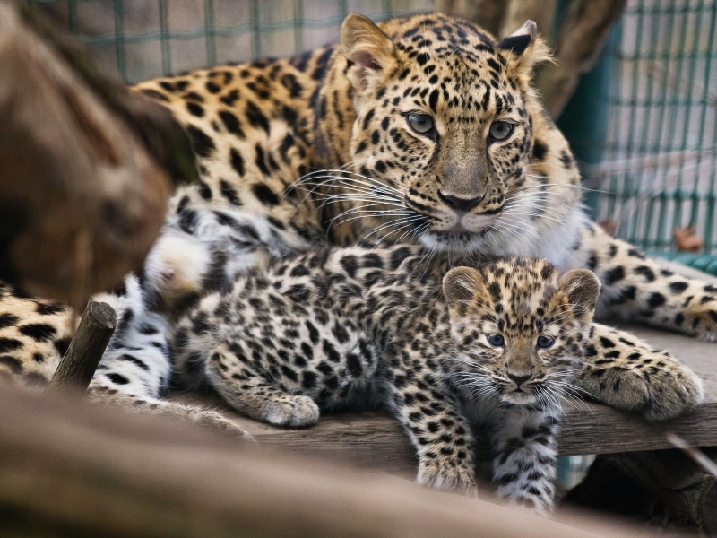 Zoo Praha ukázala mláďata levharta mandžuského.
