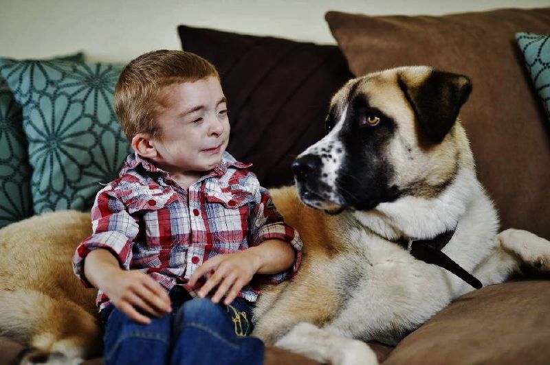 Owen a jeho třínohý nejlepší přítel Haatchi jsou nerozlučná dvojice. Jejich společné video na YouTube viděl téměř milion a půl lidí.