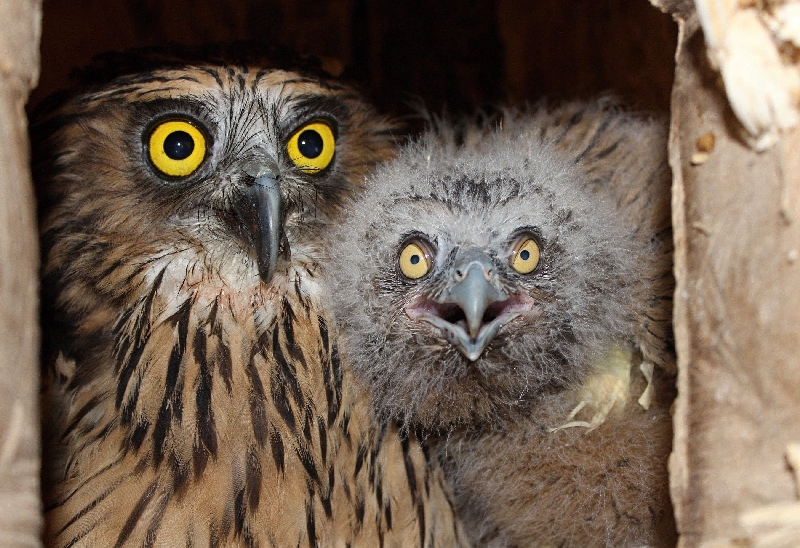 Sovy ketupy v pražské zoo. Sovy ketupy v pražské zoo.