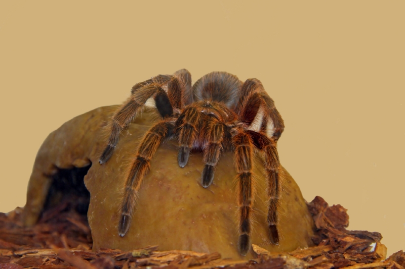 Mobilní aplikace má pomoci lidem v boji s arachnofobií (ilustrační foto).
