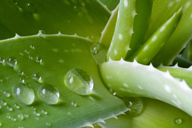 Aloe Vera. Aloe Vera.