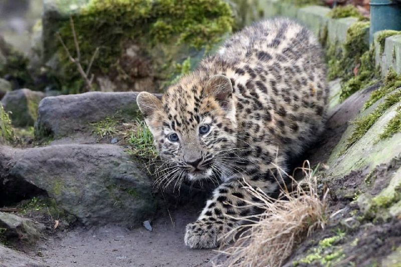 Levhart mandžuský je kriticky ohrožený druh, v pražské zoo ale najdete dokonce trojčata (Foto: Karel Kopáč/Blesk).