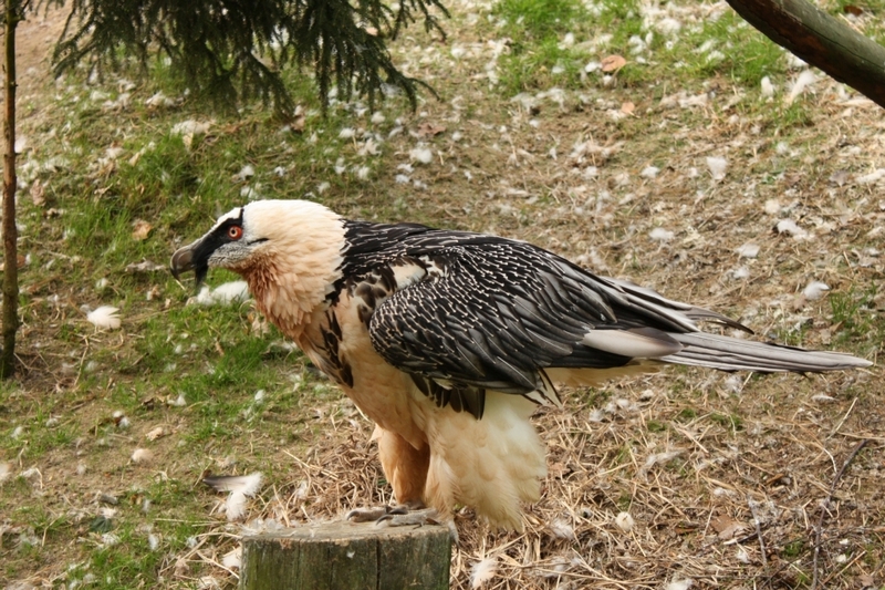 Orlosup bradatý (ilustrační foto z liberecké zoo).
