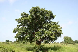 Strom karité.