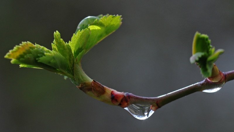 Příští čtyři týdny budou podle meteorologů nadprůměrně teplé, ale také deštivé. 