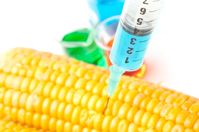 GMO do Ruska nesmí.