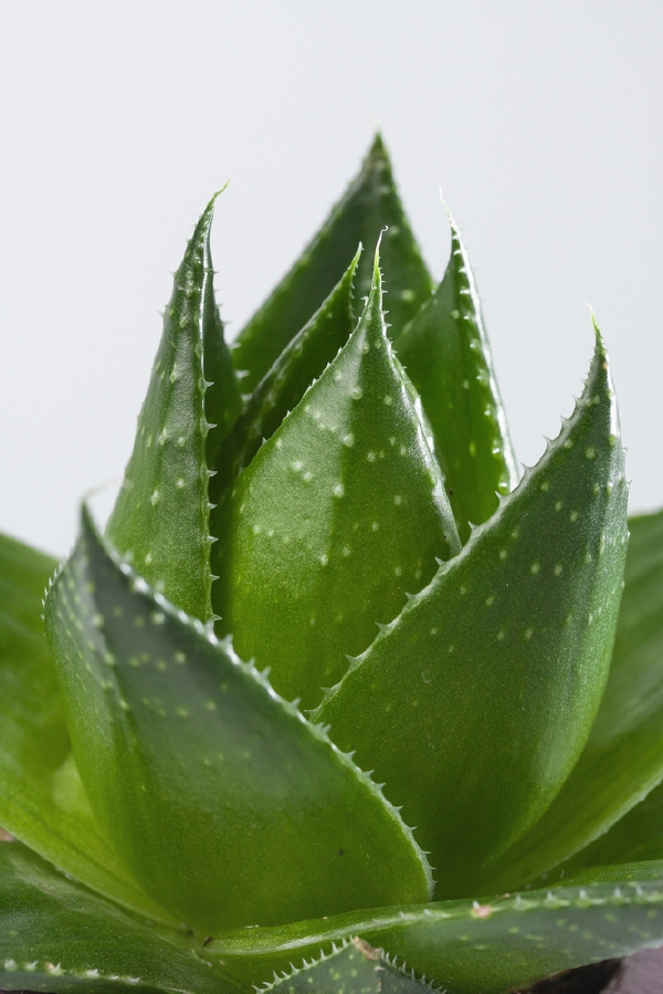 Aloe vera vykazuje vynikající účinky při vnějším i vnitřním použití.