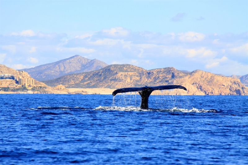 Los Cabos, Mexiko. (Foto: Shutterstock.com)