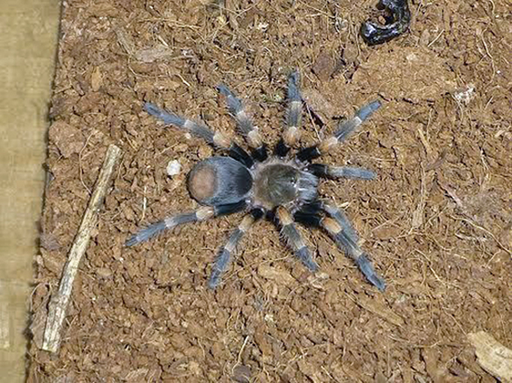 Nalezení pavouci patří k rodu Haplopelma. Nalezení pavouci patří k rodu Haplopelma.