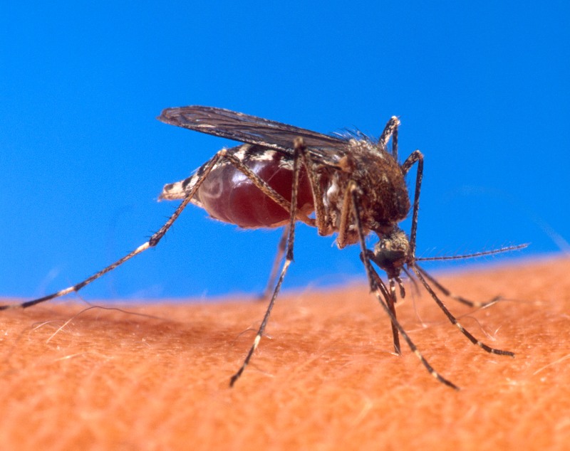Horečku dengue přenáší komár aedes aegypti. Horečku dengue přenáší komár aedes aegypti.