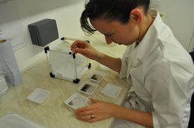 V laboratoři dostanou komáři protilátku, jinak vymřou.