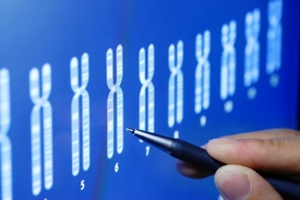 Chromozomy jsou regály genetické knihovny, v níž je uložená vaše podstata. Chromozomy jsou regály genetické knihovny, v níž je uložená vaše podstata.