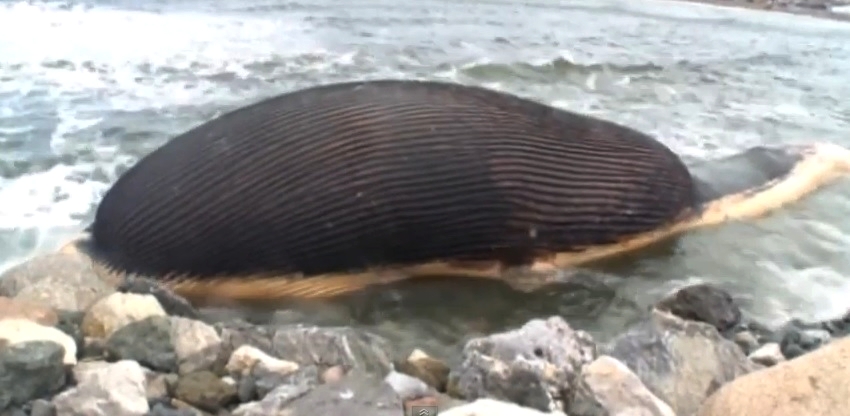 Obyvatelům kanadského městečka Trout River nedává spát mršina plejtváka obrovského.