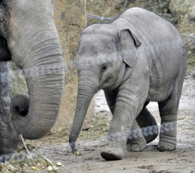 Oslavovat 1. máj budou i zvířata v Zoo Praha.