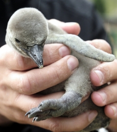 V plzeňské zoo se narodilo 11 malých tučňáků.