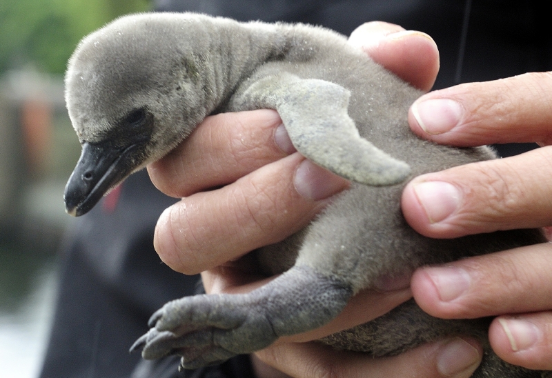 V plzeňské zoo se narodilo 11 malých tučňáků.