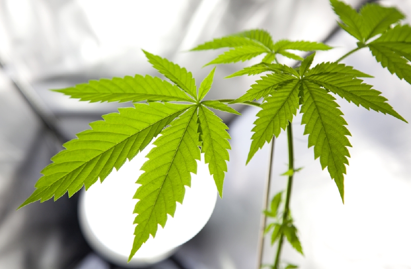 Marihuana.