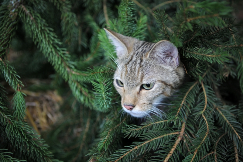 Kočka divoká (Felis silvestris).