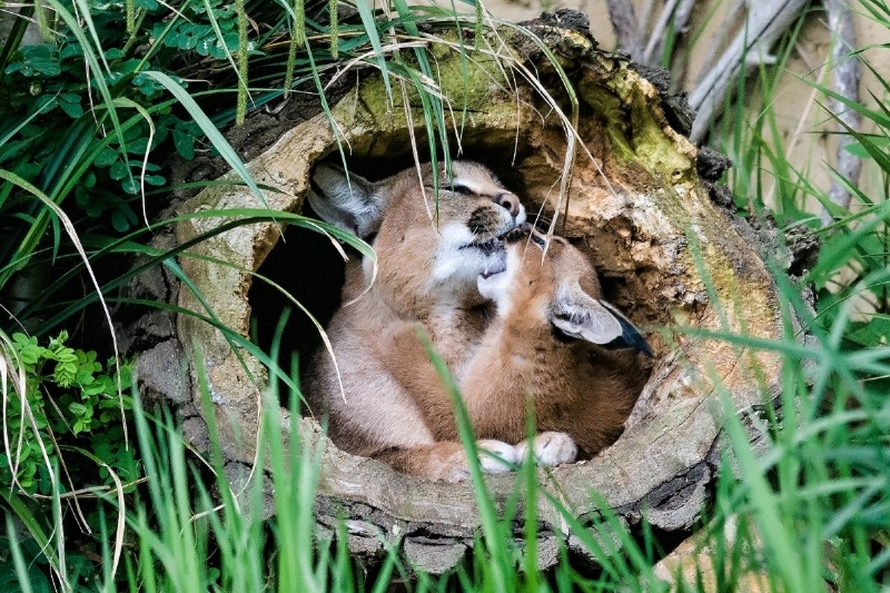 Porodní boudu v pavilonu kočkovitých šelem v pražské zoo právě začíná opouštět měsíc a půl staré kotě karakala. Spolu s matkou Karkulkou je k vidění ve venkovním výběhu. Porodní boudu v pavilonu kočkovitých šelem v pražské zoo právě začíná opouštět měsíc a půl staré kotě karakala. Spolu s matkou Karkulkou je k vidění ve venkovním výběhu.