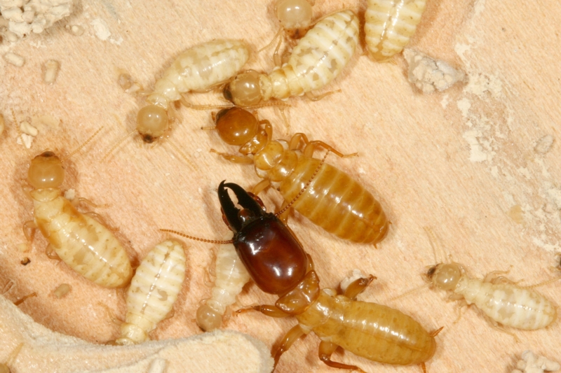 Termiti Zootermopsis nevadensis.