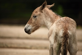 V pražské zoo se narodila dvě hříbata koně Převalského.
