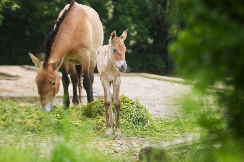 V pražské zoo se narodila dvě hříbata koně Převalského. V pražské zoo se narodila dvě hříbata koně Převalského.