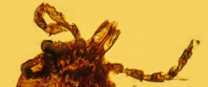 Tohle klíště mělo před patnácti milióny let ve střevu bakterie podobné původci lymské boreliózy.
