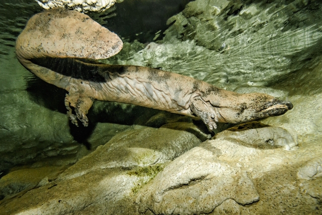 Návštěvníci pražské zoologické zahrady mohou ode soboty vidět velemloky čínské, největší obojživelníky na světě. 