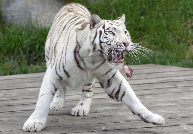 V liberecké zoo přivedli na svět mláďata bílého tygra (ilustrační foto).
