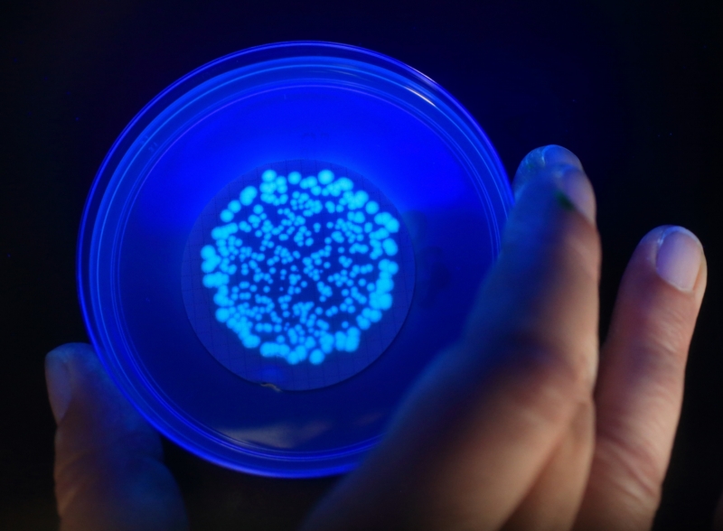 Kolonie bakterie Pseudomonas aerngionosa.