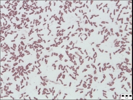 Bakterie Pseudomonas prosekii, nedávno objevená v Antarktidě.