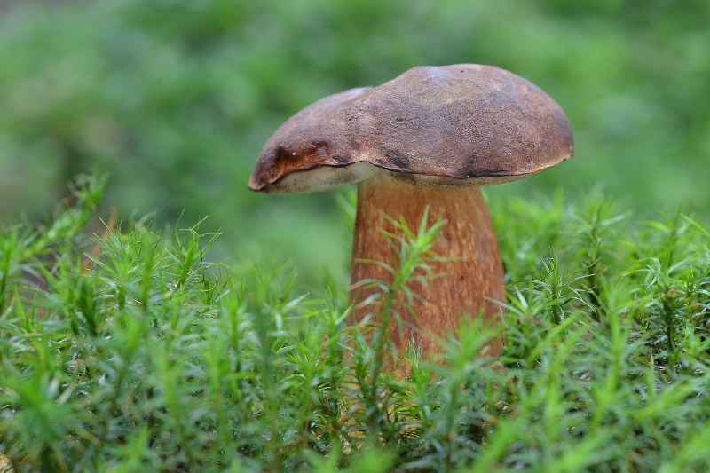 Houby zatím moc nerostou.
