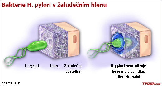 Jako ochranu před kyselým prostředím v žaludku využívá Helicobacter pylori žaludeční hlen.