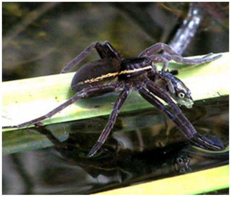 Samička pavouka Dolomedes plantarius si vychutnává neobvyklou svačinku.