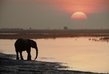 Delta Okawango, Botswana. (Foto: Shutterstock.com)