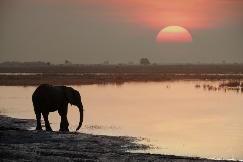 Delta Okawango, Botswana. (Foto: Shutterstock.com)