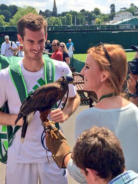 Káně Rufus a domácí naděje Andy Murray.
