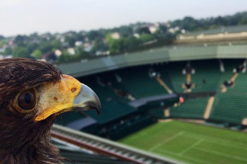 Rufus, postrach wimbledonských holubů.